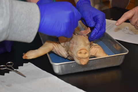 pig dissection worksheet